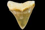 Serrated, Fossil Megalodon Tooth - Florida #110461-1